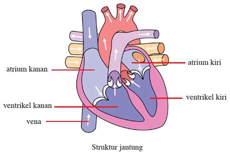 Perbedaan Fungsi Ventrikel Kiri Dengan Parameter Stra