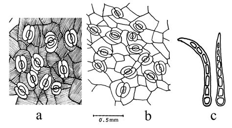 Epidermal Structures A Adaxial Epidermis B Abaxial Epidermis