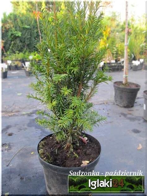 Taxus Baccata Overeynderi Cis Pospolity Overeyndera FOTO Internetowy