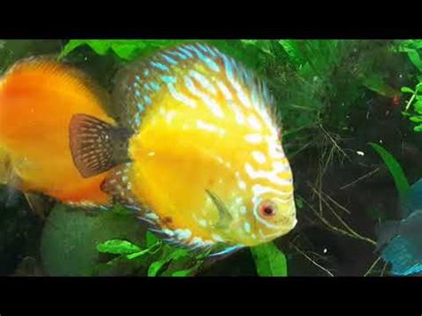 Discus Planted Low Tech Tank And How To Successfully Keep Discus And