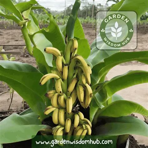 The Ultimate Guide To Banana Plant Growth Stages Garden Wisdom Hub