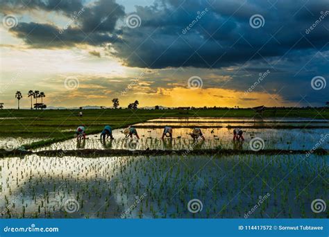 Paddy Field Beautiful Landscape Thailand Rice Fields Sunrise Sunset ...