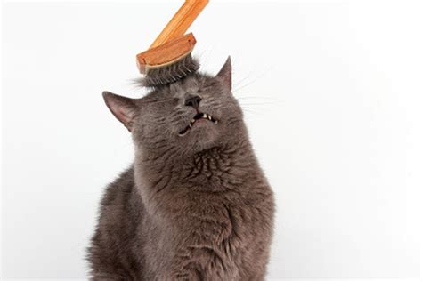 28 Hq Images Shed No More For Cats 5 Ways To Reduce Cat Shedding Wagg