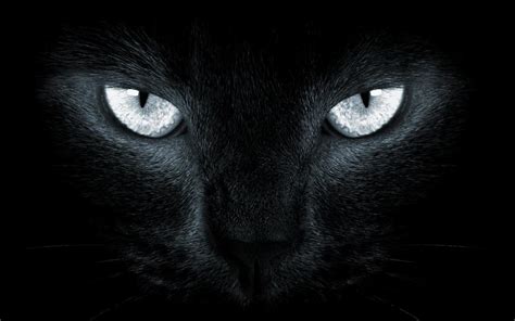 Cat Eyes HD wallpaper | animals | Wallpaper Better