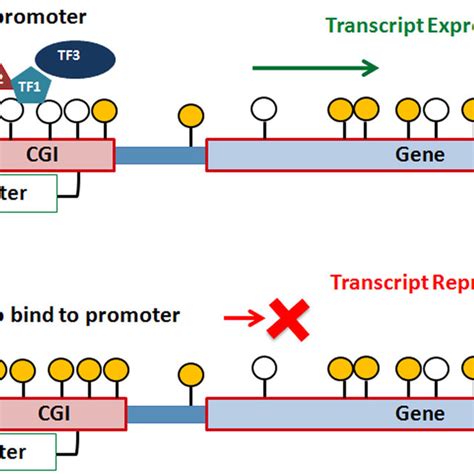 Mechanism Underlying The Activation Or Repression Of A Gene Downstream