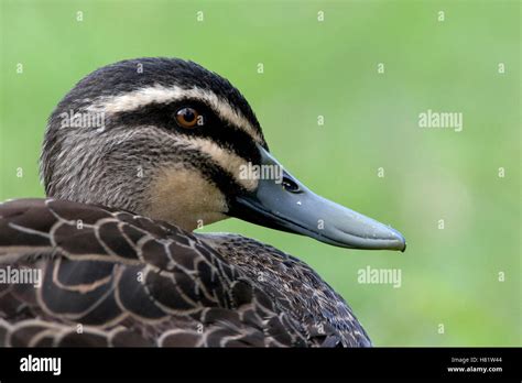 Pacific Black Duck Anas Superciliosa Perth Australia Stock Photo