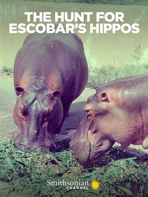 The Hunt for Escobar's Hippos (2020) — The Movie Database (TMDB)