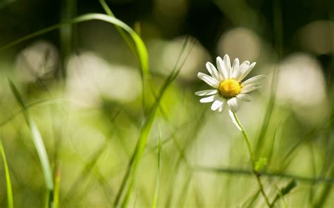 Wallpaper Sunlight Nature Grass Field Green Yellow Blossom