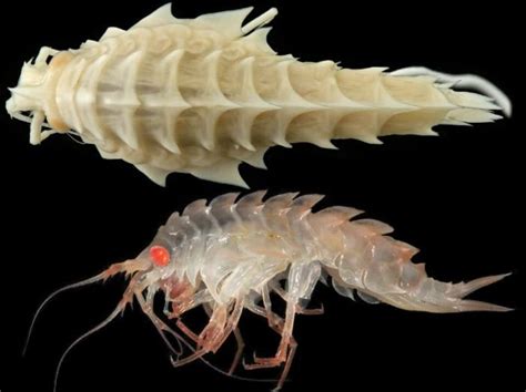 Newly Discovered Species In The Antarctic Awesome Weird Animals