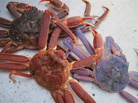 Bering Sea Crabs: Types and Fishing