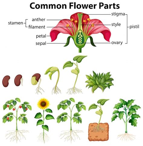 Diagrama Mostrando As Partes Comuns Da Flor Em Fundo Branco Vetor Grátis