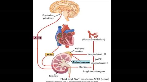 Fluids And Electrolytes Part 2 Youtube