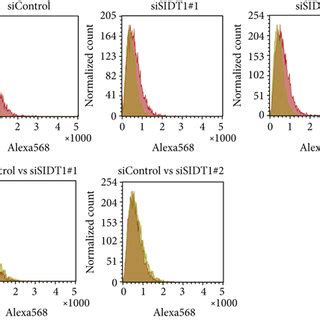 Subcellular Location Of Incorporated Naked A After Hour Culture