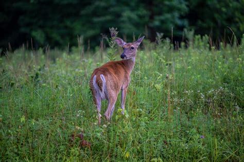 Deer Walking on the Grasses in the Forest Stock Image - Image of jungle ...