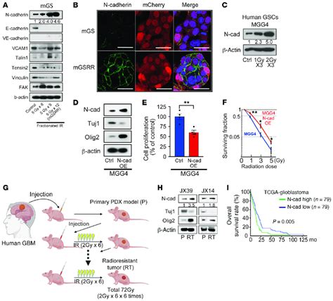 Fractionated Irradiation Increases N Cad Expression In GSCs And N Cad