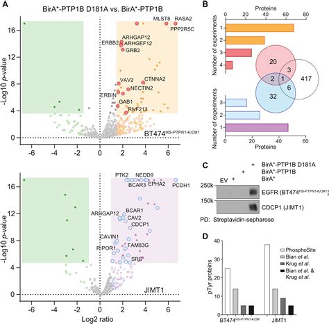 Coupling Substrate Trapping With Proximity Labeling To Identify Protein