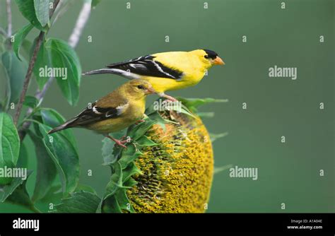 American Goldfinch Male And Female