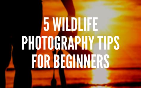 5 Wildlife Photography Tips For Beginners The Dwellings