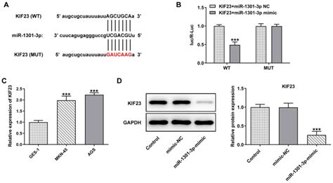 Knockdown Of Circ 0067934 Inhibits Gastric Cancer Cell Proliferation