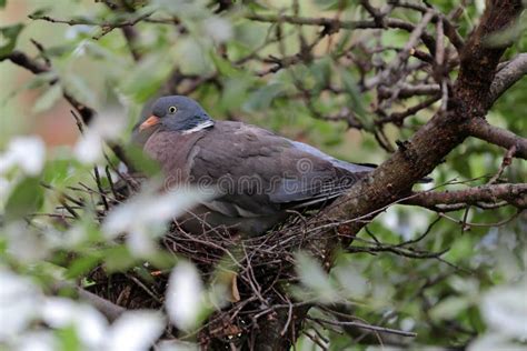 Common wood pigeon stock photo. Image of twigs, dove - 43649264