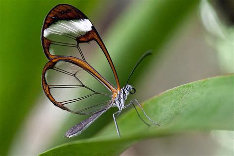 Glasswing Butterfly Photograph By Susan Degginger Pixels