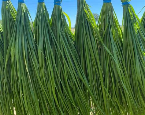 Cherry Sparkler Fountain Grass Pennisetum Xadvena Perennial Ornamental