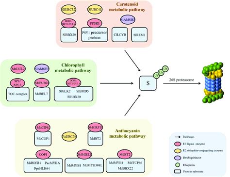 The Function Of The Ubiquitin 26s Proteasome Pathway In Pigment