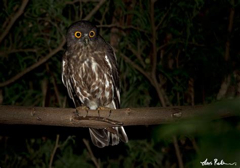 Northern Boobook Japan Bird Images From Foreign Trips Gallery