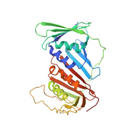 Rcsb Pdb Umy Atomic Model Of The Human Ctf Rfc Pcna Dna Ternary