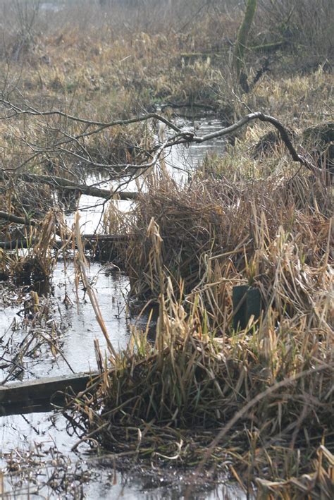 Jacksons Marsh Nature Reserve Picture Of Jackson Marsh Nat Flickr