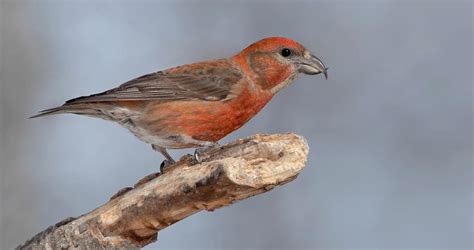 Red Crossbill Identification, All About Birds, Cornell Lab of Ornithology