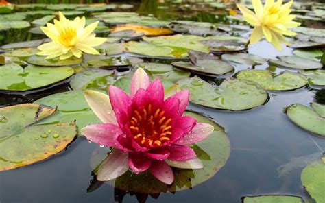 🔥 Free Download Water Lilies Wallpaper By Gchavez44 Wallpapersafari