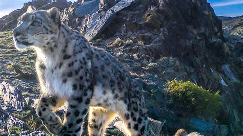 Majority of snow leopard habitat under-researched – report