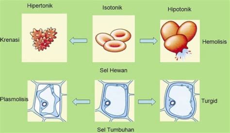 Jika Sel Berada Dalam Larutan Hipotonik Maka Terjadi Pergerakan