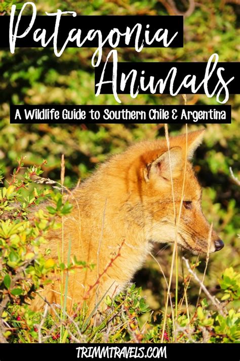 Patagonia Animals: A Wildlife Guide to Southern Chile & Argentina ...