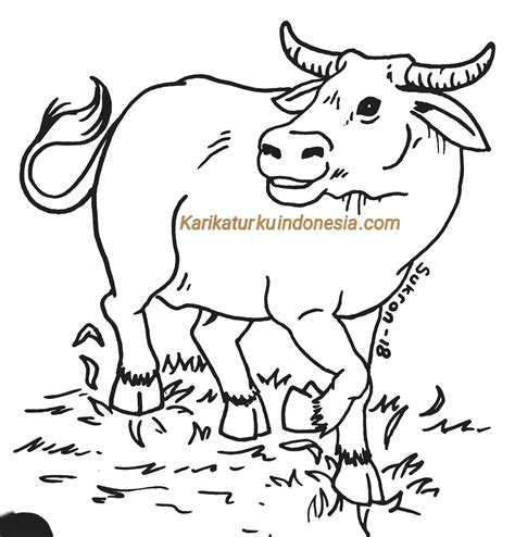 Sketsa Gambar Sapi Makan Rumput 54 Koleksi Gambar