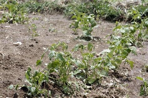 Dañan Granizadas 50 Hectáreas De Cultivo En Tlahuapan Sdrsot