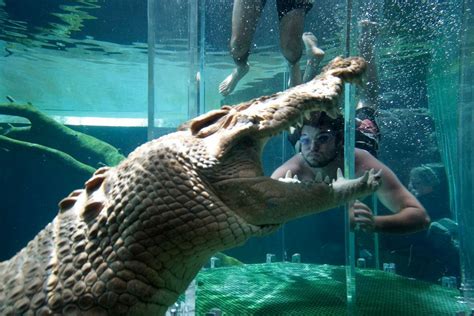 Swim With Crocodiles At Crocosaurus Cove Mirror Online