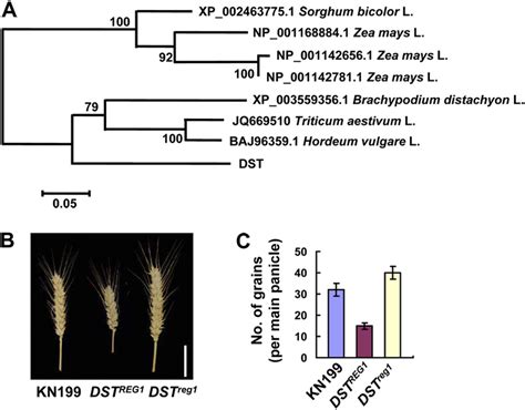 Fig S7 The Phenotypes Of DST REG1 And DST Reg1 Overexpression