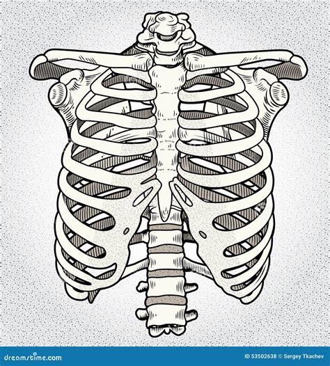 Ribcage Stock Illustration Illustration Of Bone Column