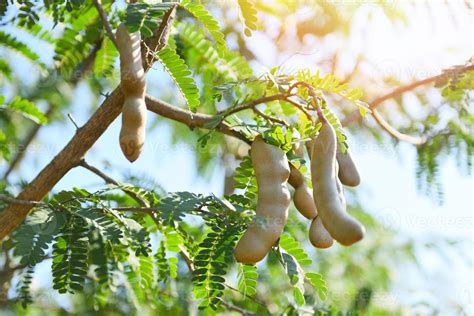 Tamarind Tree Ripe Tamarind Fruit On Tree With Leaves In Summer