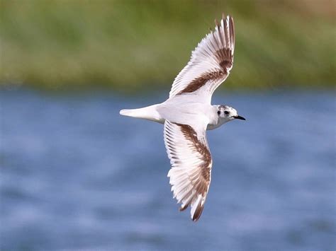 Rye Harbour Nature Reserve Wildlife Sightings June Sussex