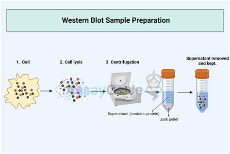 Guide To Western Blot Sample Preparation Assay Genie