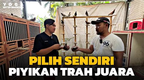 TERJANGKAU HARGA PIYIKAN DAN INDUKAN DI KANDANG OMES YouTube