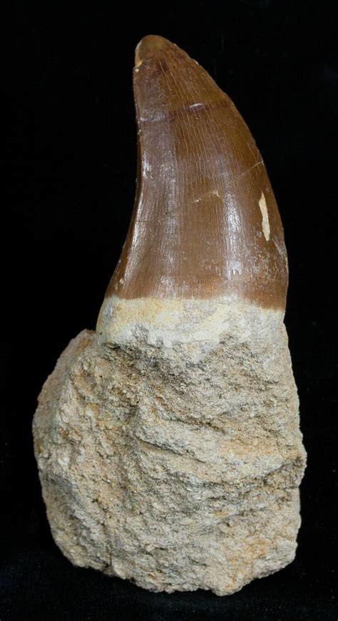 Large Mosasaurus Tooth In Matrix For Sale Fossilera