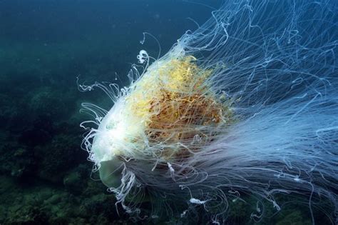 Lions Mane Jellyfish Cyanea Capillata Photo By Colin Parker