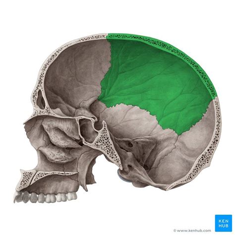 Parietal Bone Os Parietale Image Yousun Koh Anatomy And