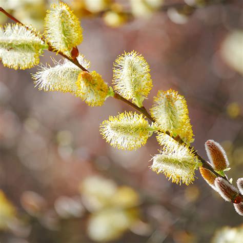 Sauce Salix Spp Aguilar De Campoo