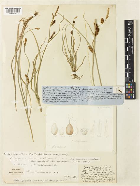 Carex Heterostachya Bunge Plants Of The World Online Kew Science