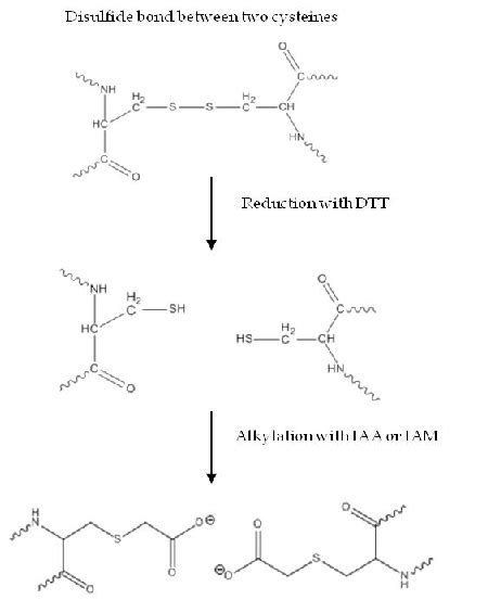 The reduction and alkylation process: The breaking of disulfide bonds ...